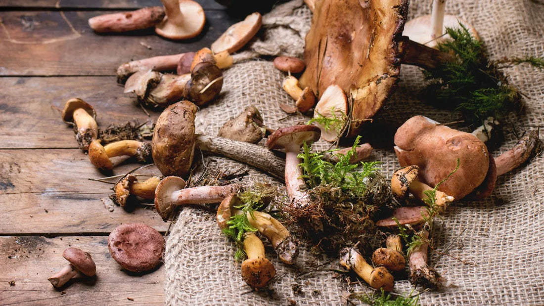 Funktionelle Svampe – Naturens Glemte Superhelte i Din Sundhedsrutine